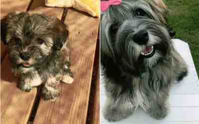1 lovely havanese dog for adoption in tucson arizona az – meet isla