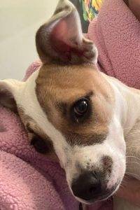 San jose - american pit bull terrier mix puppy for adoption - meet ivy