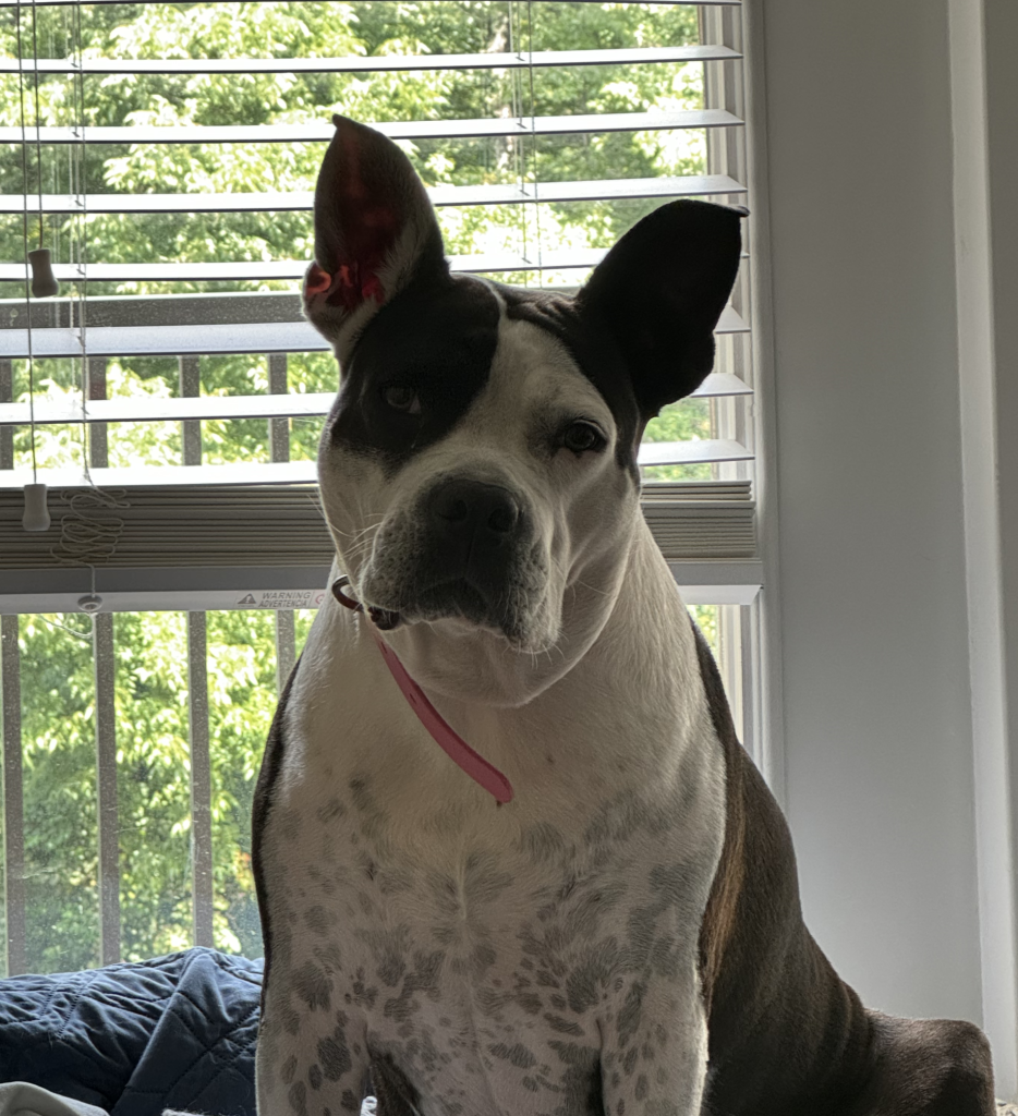 Ivy, american staffordshire dog for adoption in charlotte nc