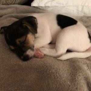 Adorable jack chi (jack russell terrier x chihuahua) for adoption in webster groves mo – adopt coco