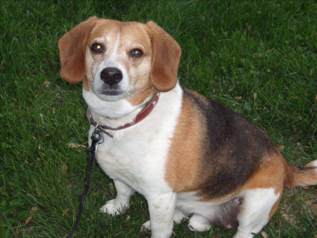 Jake - beagle for rehoming in louisville ky