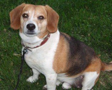 Jake - Beagle For Rehoming in Louisville KY