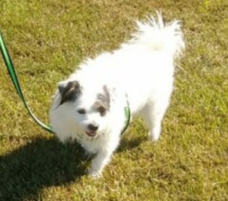 Jack russell terrier mix dog for adoption clayton raleigh nc