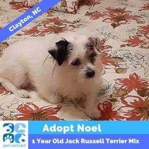 Sweet senior jack russell terrier mix dog for adoption in clayton (raleigh) nc – adopt noel