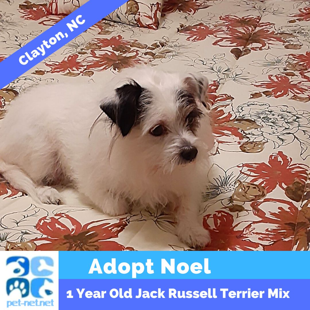 Jack Russell Terrier Mix Adoption Clayton NC