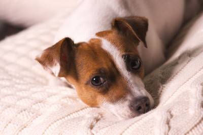 Jack russell terrier dog breed picture