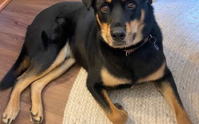 Handsome Rottweiler Siberian Husky Mix (Rottsky) for Adoption in Chattanooga TN – Supplies Included – Adopt Jake