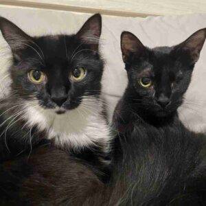 Handsome tuxedo cat for adoption in dallas tx – supplies included – adopt jake