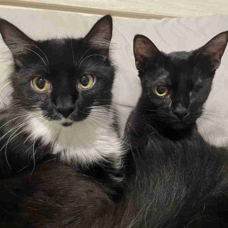 Tuxedo Cats For Adoption Near You Rehome or Adopt a Black and White