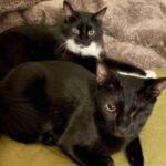 Black and White Tuxedo Cats For Adoption in Dallas Texas – Supplies Included – Adopt Jake and Uno