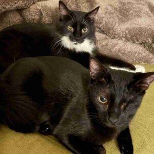 Black and white tuxedo cats for adoption in dallas texas – supplies included – adopt jake and uno