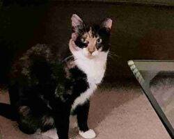 Bonded Calico Cats For Adoption In Brooklyn NY Adopt Jasmine And Gracie