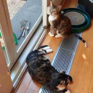 Bonded calico cats for adoption in brooklyn ny – supplies included – adopt jasmine and gracie