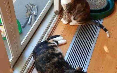 Bonded calico cats for adoption in brooklyn ny – supplies included – adopt jasmine and gracie