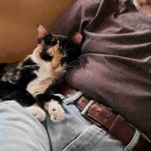 Bonded calico cats for adoption in brooklyn ny adopt jasmine and gracie