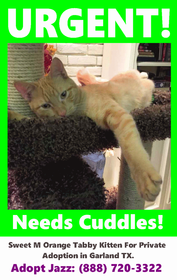 Urgent needs cuddles adopt jazz orange tabby kitten garland texas (888) 720-3322