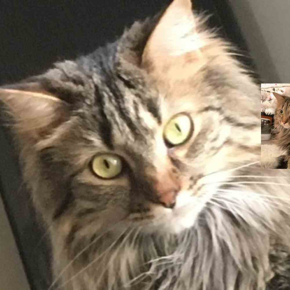 Main coon mixed cat for adoption in indianapolis indiana