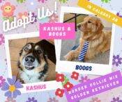 Golden Retriever Border Collie Dogs Adopt Calgary