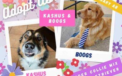Golden Retriever and Border Collie Mix Dogs For Adoption in Calgary AB – Supplies Included – Adopt Kashus & Boogs