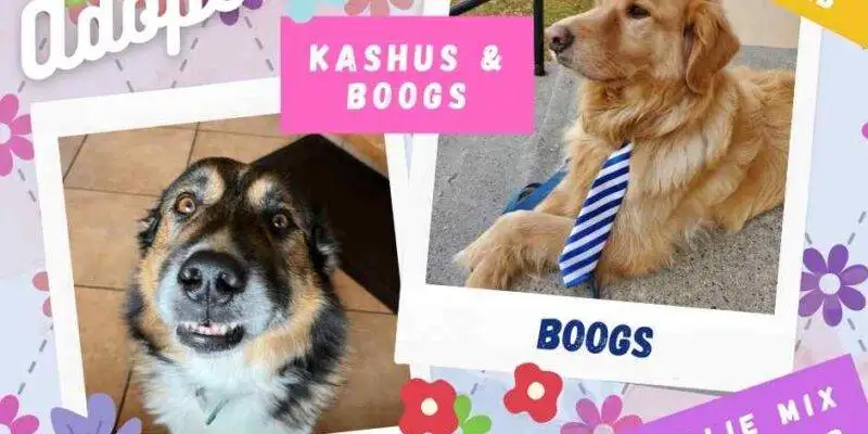 Golden Retriever border collie dogs adopt calgary