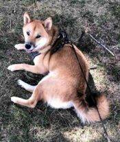 Shiba Inu Adoption Calgary AB