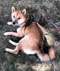 Shiba inu dog for adoption in calgary ab – supplies included – adopt mika