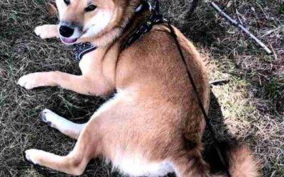 Shiba Inu Dog For Adoption in Calgary AB – Supplies Included – Adopt Mika