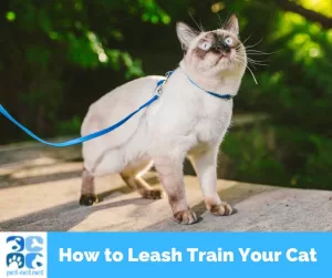 Image of a siamese cat outdoors on a leash on a sunny summer day