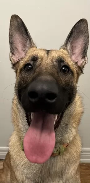 German Shepherd Dog For Adoption in Sarnia Ontario – Meet Kai, Your New Best Freind
