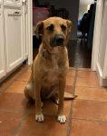 Kali, a Potcake dog for adoption in San Antonio Texas sits looking at the camera.