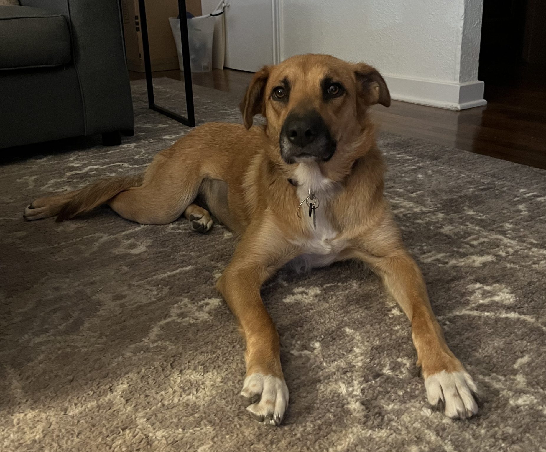 Kali, a Potcake dog for adoption in San Antonio Texas sits looking at the camera.