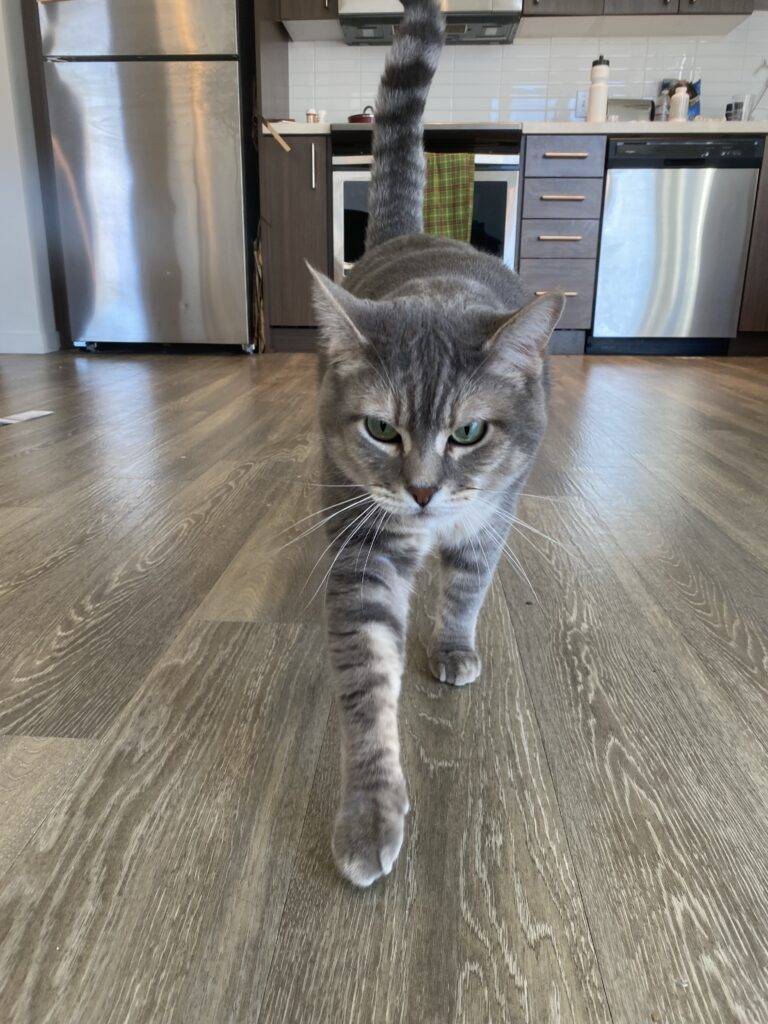 Stunning grey tabby cat adoption portland oregon