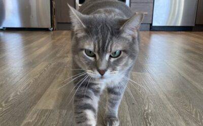 Grey Tabby Cat For Adoption in Portland Oregon – Supplies Included – Adopt Kanye
