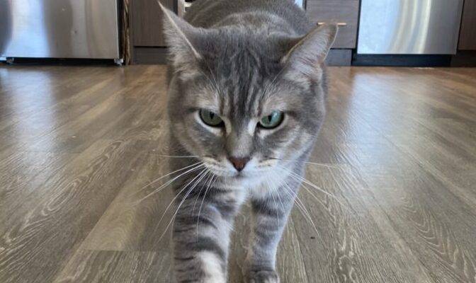 Grey Tabby Cat For Adoption In Portland Oregon – Supplies Included – Adopt Kanye
