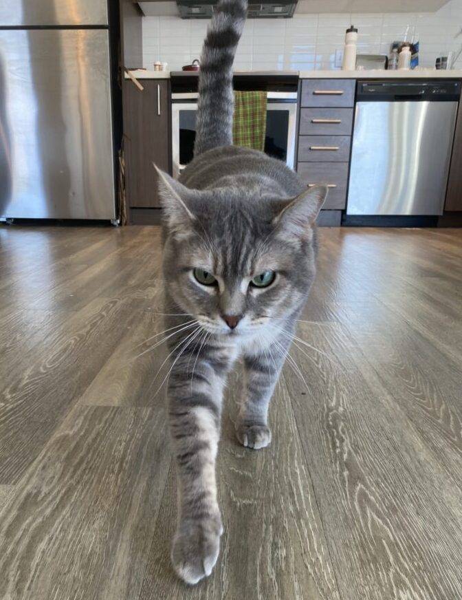 Stunning Grey Tabby Cat Adoption Portland Oregon