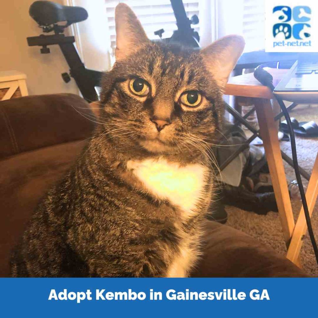 Kembo, a tuxedo tabby cat for adoption in gainesville ga