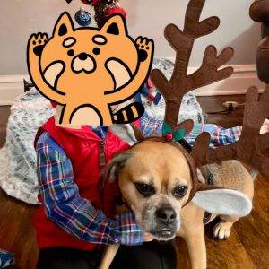 Photo Puggle for adoption lyons il adopt khalessi