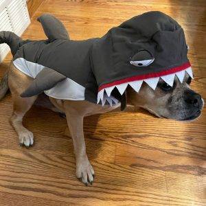 Photo Puggle for adoption lyons il adopt khalessi