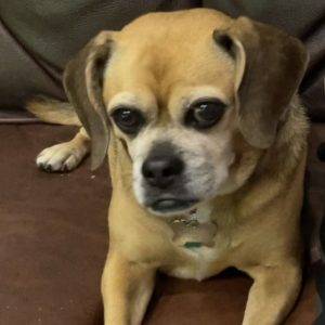 Photo Puggle for adoption lyons il adopt khalessi