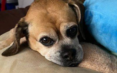 Puggle for adoption in chicago illinois –  adopt pug beagle mix khalessi