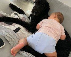 Australian bernedoodle adoption calgary ab