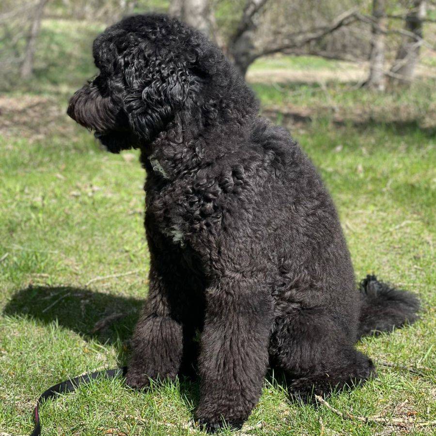 Australian Bernedoodle Adoption Calgary AB