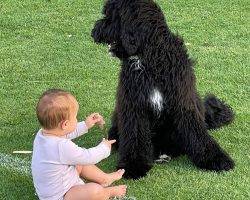 Australian bernedoodle adoption calgary ab