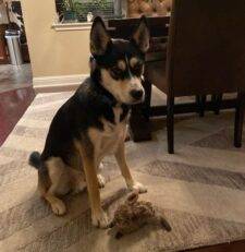 Siberian Husky Labrador Retriever Mix Dog For Adoption In Austin Texas