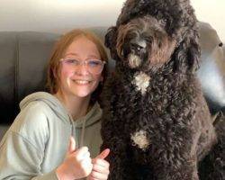 Australian bernedoodle adoption calgary ab