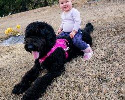 Australian bernedoodle adoption calgary ab