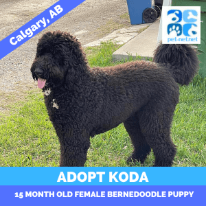 Stunning bernedoodle dog for adoption in calgary ab – supplies included – adopt koda