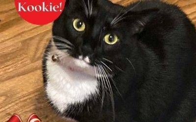 Rehomed – extra adorable black and white tuxedo cat in atlanta – meet kookie