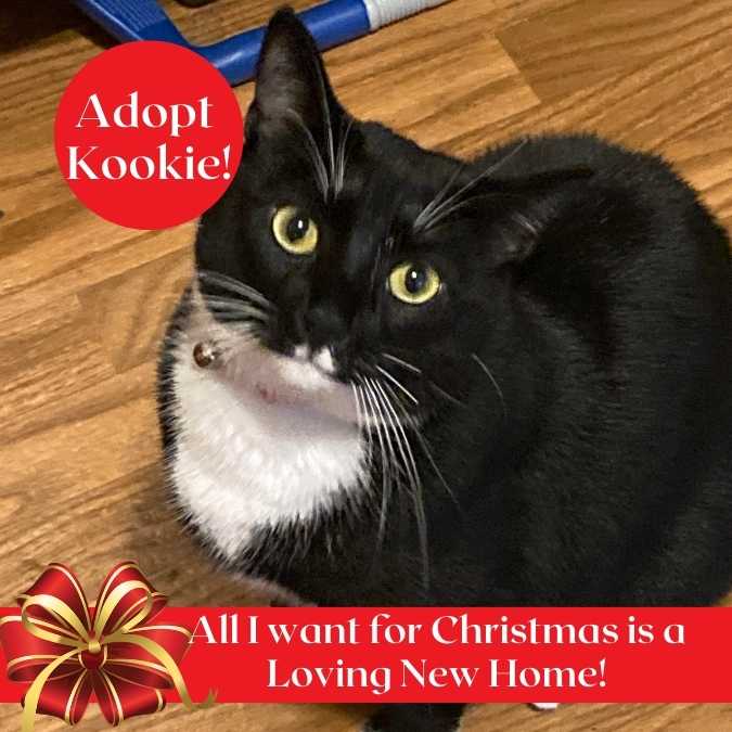 kookie black and white tuxedo cat adoption atlanta ga