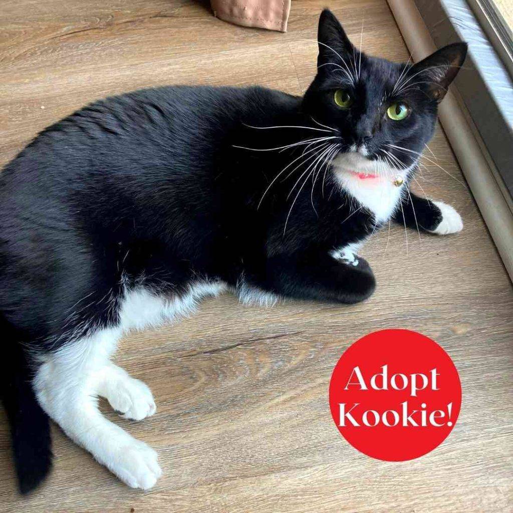 Kookie black and white tuxedo cat adoption atlanta ga